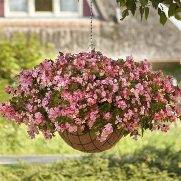 Бегония Hula Pink