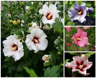Фото 3