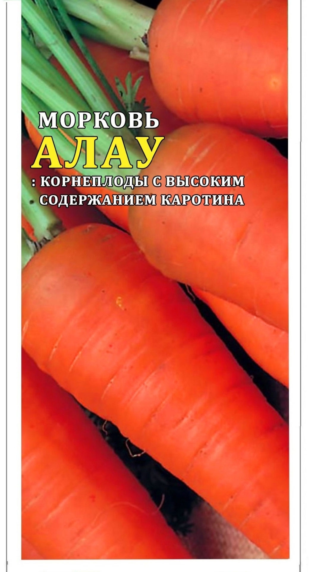 Морковь АЛАУ