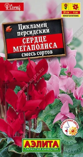 Аэлита цикламен персидский Сердце мегаполиса