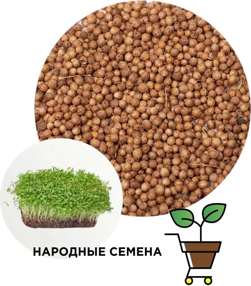 Купить Народные семена микрозелень Кинза ранняя в Алматы – Магазин на ...