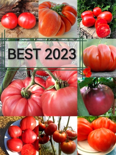 Коллекционные семена томат Бесты 2023