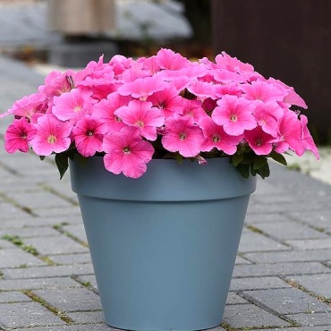 Петуния Easy Wave Pink Cosmo