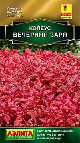 Аэлита колеус Вечерняя Заря