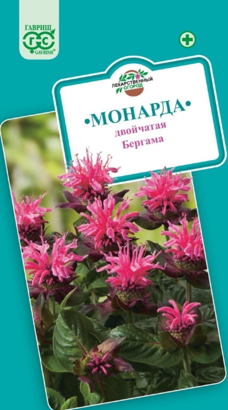 Гавриш бергамот Монарда двойчатая бергама