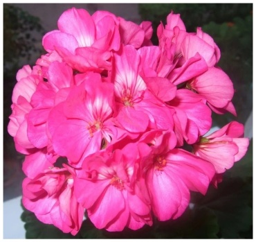 Фото 6