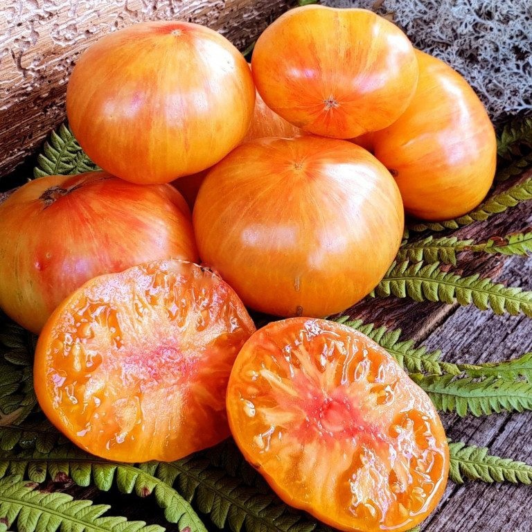 томат индейская резервация. томат индейская резервация характеристика и описание. томат индейская резервация. томат индейская резервация. томатиндийская резервация.