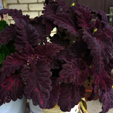 Фото 2