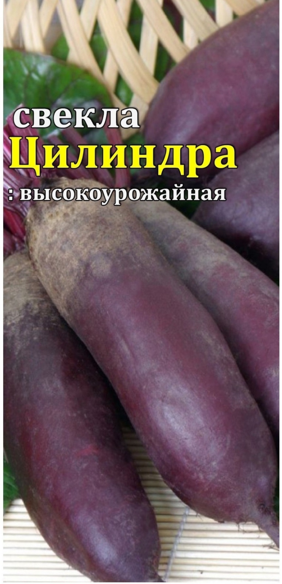 Свёкла Цилиндра