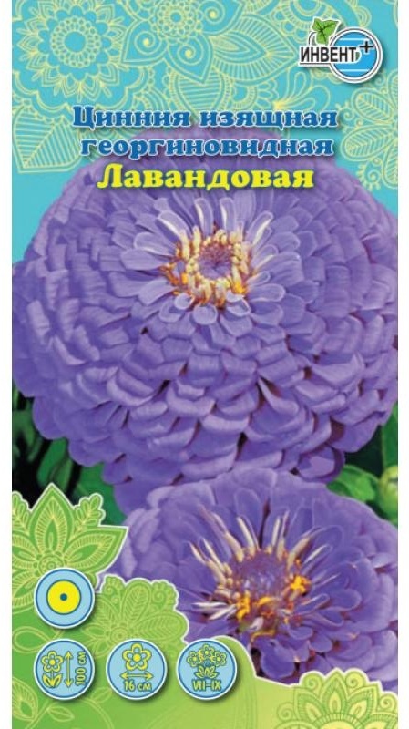 ИНВЕНТ+ цинния Изящная Георгиновидная лавандовая