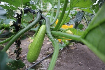 Ergon Seed кабачок Dexter F1
