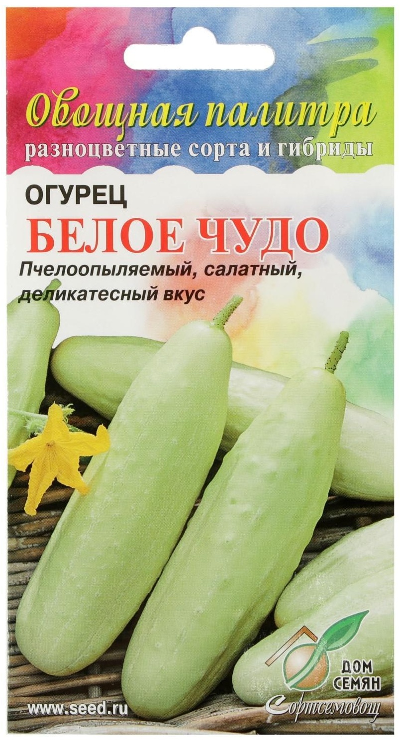 Огурец Белый Ангел Купить