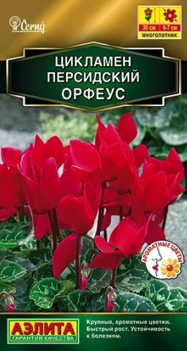 Аэлита цикламен Персидский орфеус