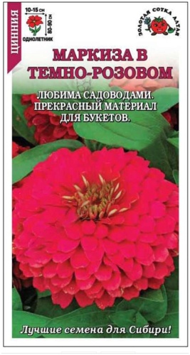 Золотая сотка Алтая цинния Цинния Маркиза в Темно-розовом