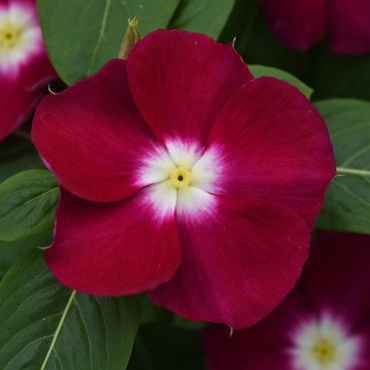 Григорьев катарантус Катарантус Mediterranean XP Burgundy Halo