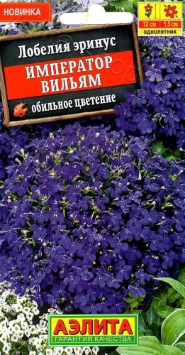 Аэлита Лобелия Император Вильям