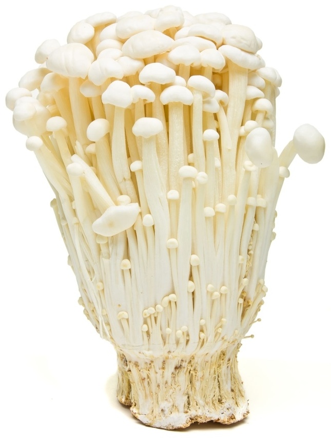 Корейские грибы Эноки. Грибы золотые нити (еноки/Эноки). Зимние опята Эноки. Эноки, энокитаке. Как выращивают грибы эноки