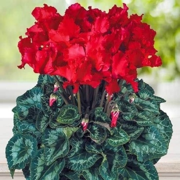 Cherir цикламен Orfeus