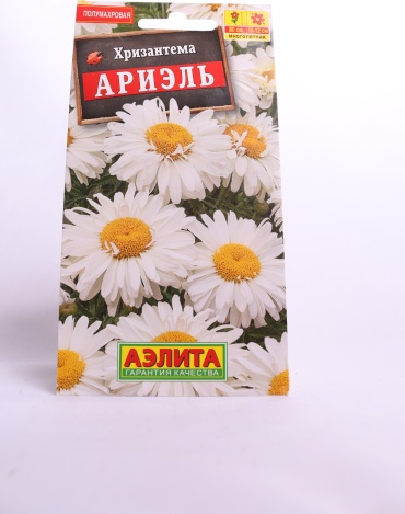 Аэлита Ариэль хризантема