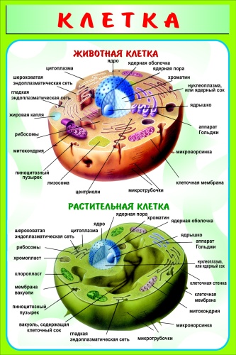 Табло TopSignagency Клетка Биология, 80x120 см