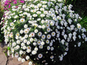 Астра Bambina White