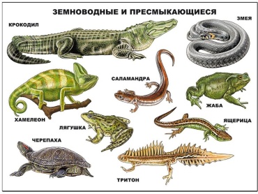 Плакат Проф-Пресс Земноводные и пресмыкающиеся, A2, картон