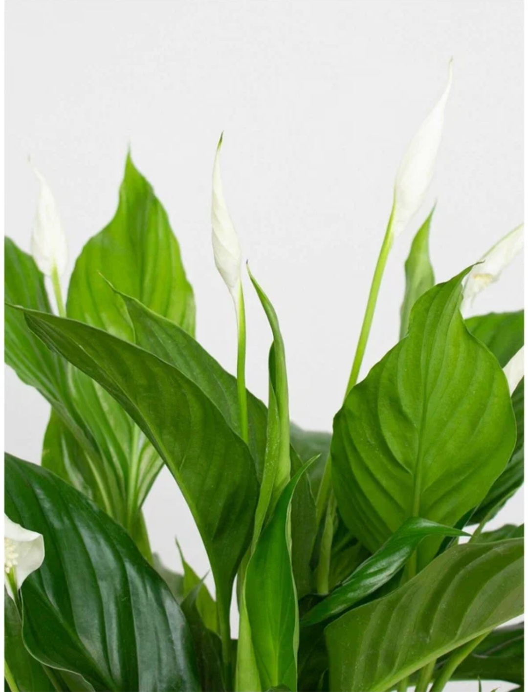 Фото 4