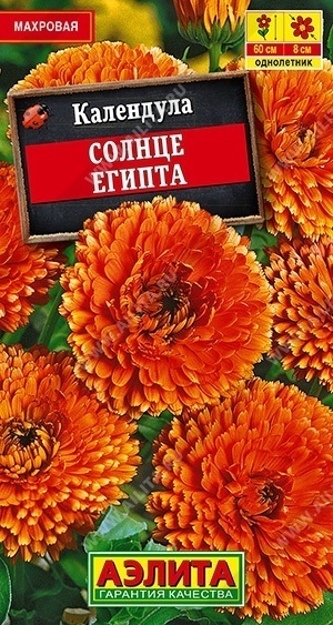 Аэлита календула Солнце Египта