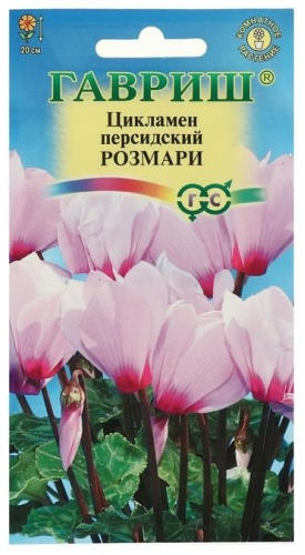 Гавриш цикламен Розмари