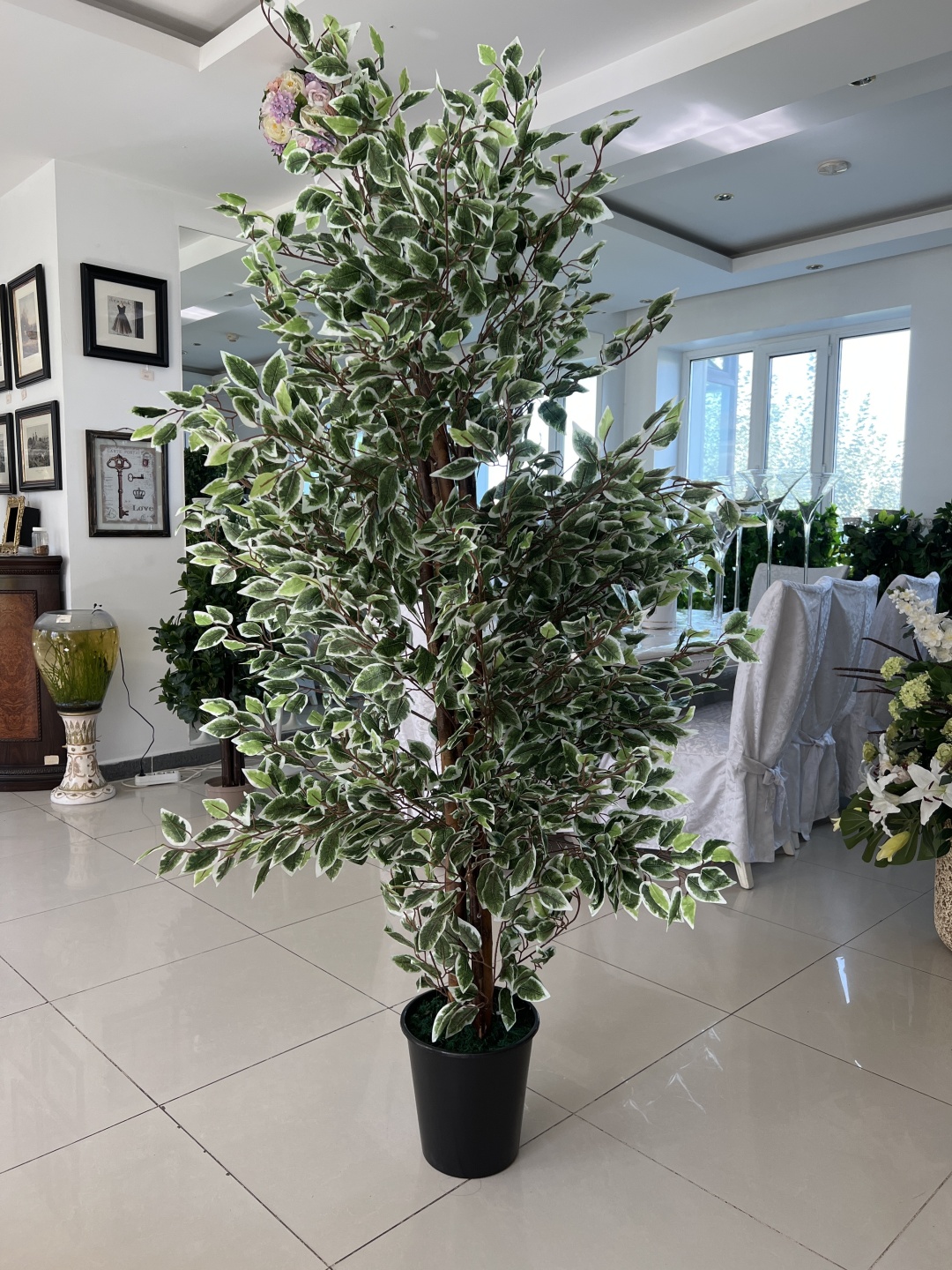 Фикус Бенджамина 150 см, 994058