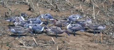 Real Geese Pro Series II Extreme Pintails F37391 утка 12 шт