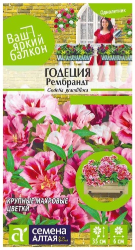 Семена Алтая Цветы Годеция Рембрандт