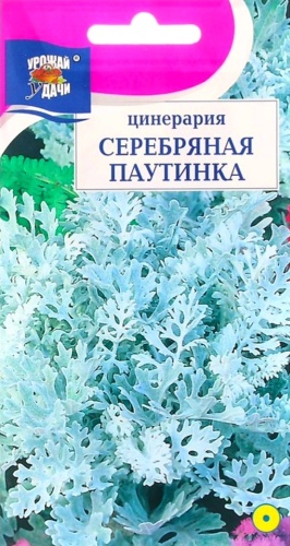 Урожай удачи цинерария Серебрянная паутинка