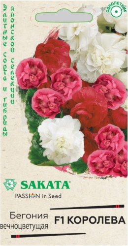 SAKATA Бегония Королева F1