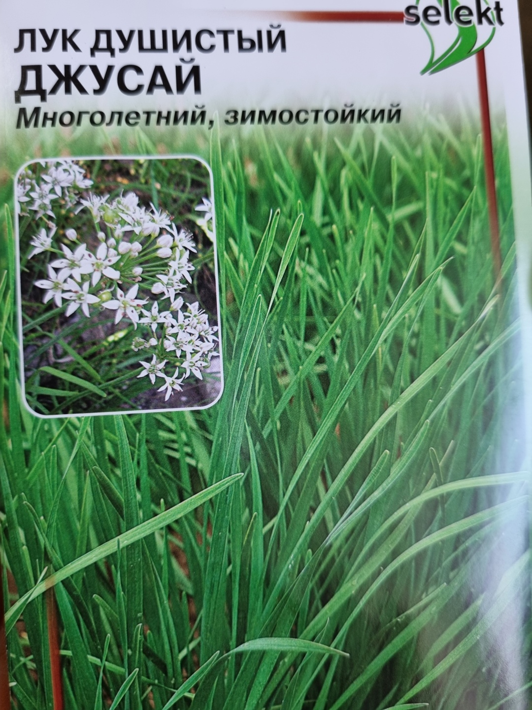 Купить Дом семян лук Джусай в Алматы – Магазин на Kaspi.kz