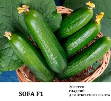 Global Flower Seeds огурец SOFA F1