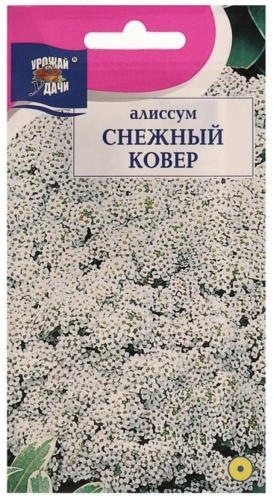 Урожай удачи алиссум Снежный ковер