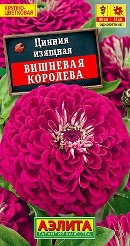 Аэлита Цинния Вишневая королева