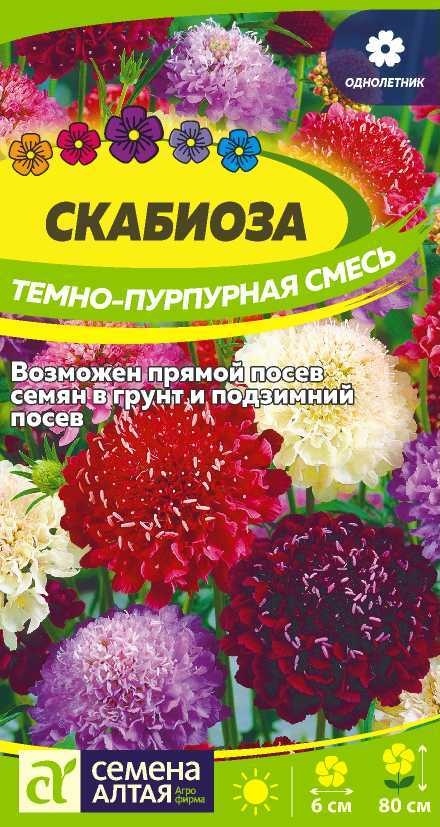 Семена Алтая скабиоза Скабиоза Темно-Пурпурная смесь