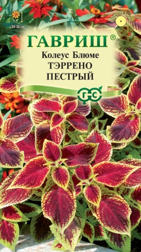 Гавриш колеус Тэррено пестрый