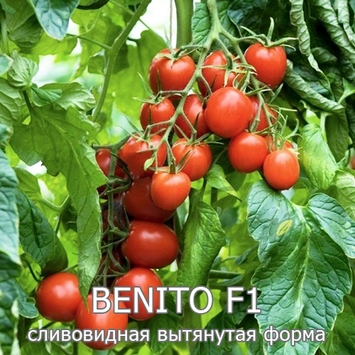 Голландские семена помидор Бенито F1, 20 шт