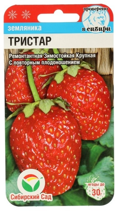 Сибирский сад клубника Тристар