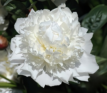 Пион White 902686400