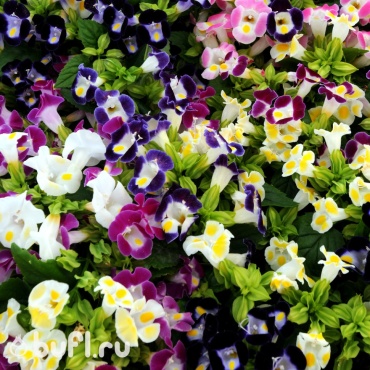 Фото 4