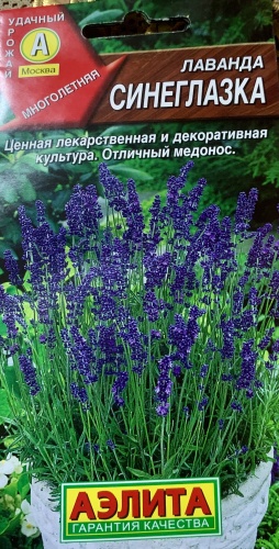 Аэлита лаванда Синеглазка