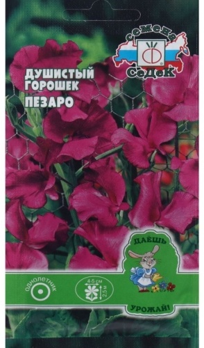 СеДеК душистый горошек Пезаро