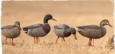 FA Gunner HD Mallard F37323 утка 4 шт