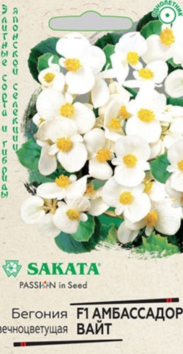 SAKATA бегония Aмбассадор вайт F1