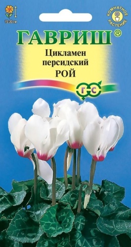 Гавриш цикламен персидский Рой