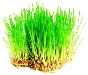 Лакомство Трава пророщенная 150 г 1 шт